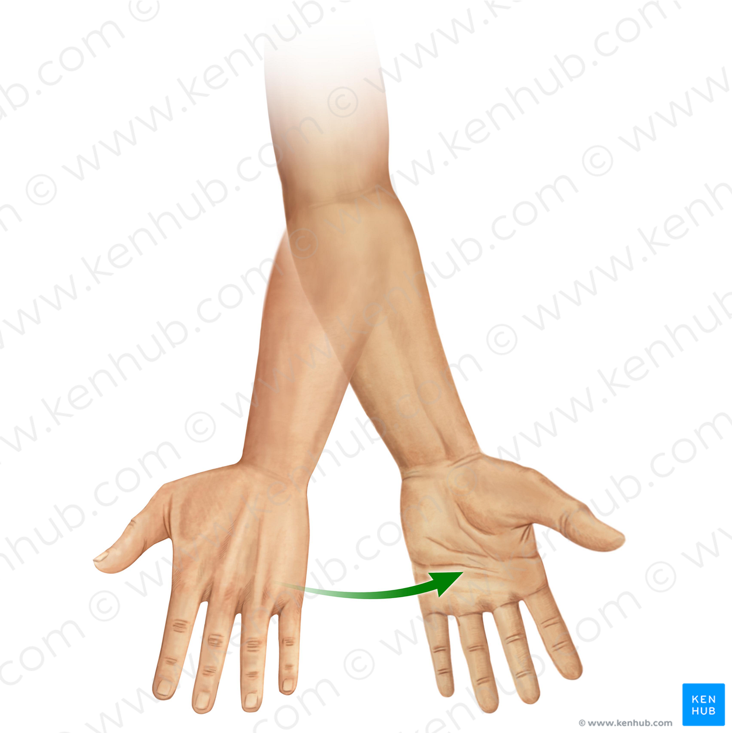 Supination of forearm (#11033)