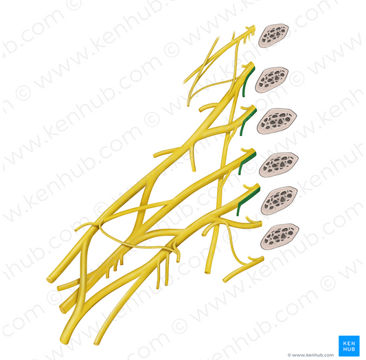 Muscular branches of brachial plexus (longus colli and scalene muscles) (#20547)