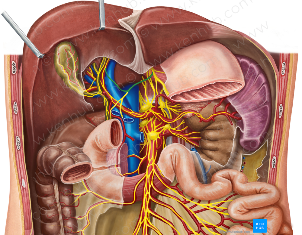 Hepatic branch of anterior vagal trunk (#8690)