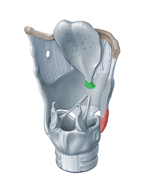 Thyroepiglottic ligament (#18362)