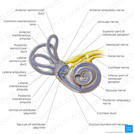 Membranous labyrinth (English)