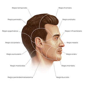 Regions of the head and face (Latin)