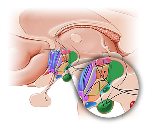 Posterior hypothalamic area (#10864)