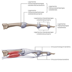 Ligaments of the metacarpals and phalanges: Lateral view (Latin)