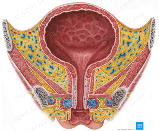 Perineal membrane (#5044)