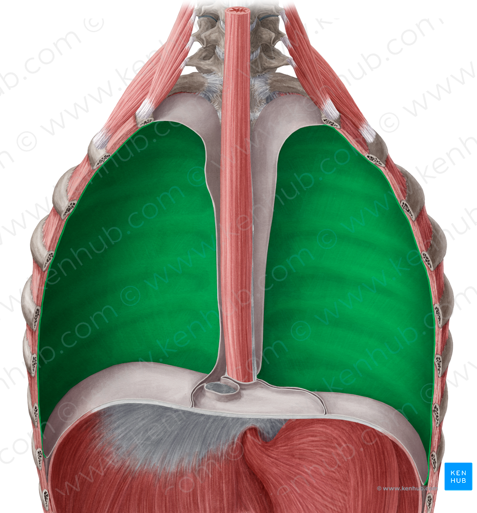 Costal part of parietal pleura (#7684)