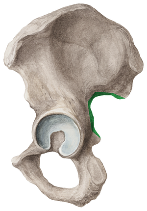 Greater sciatic notch of hip bone (#4292)