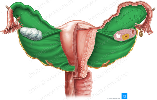 Broad ligament of uterus (#4567)