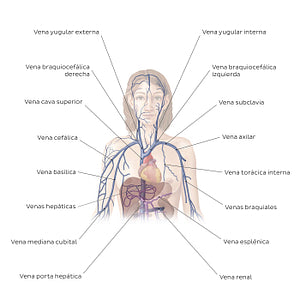 Cardiovascular system: Veins of the upper part of the body (Spanish)