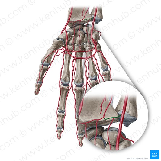 Palmar carpal branch of ulnar artery (#20382)