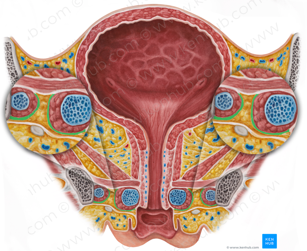Deep perineal fascia (#3577)