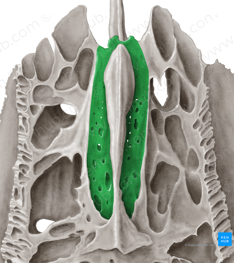 Cribriform plate of ethmoid bone (#4375)