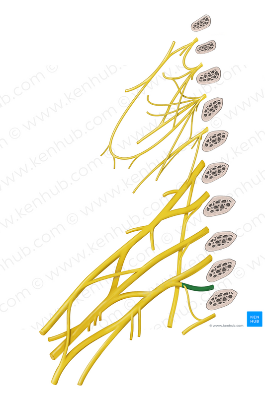 Spinal nerve T1 (#6757)