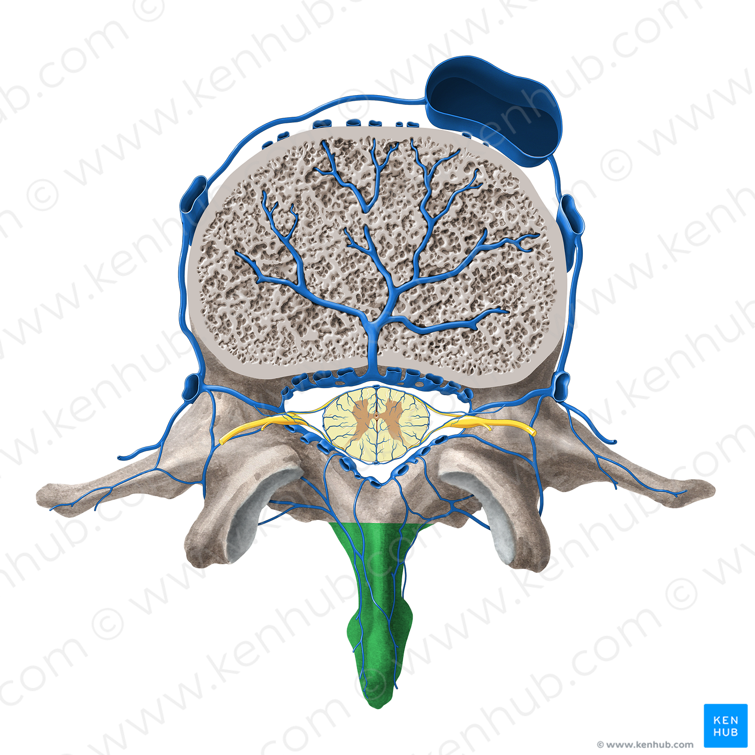 Spinous process of vertebra (#8287)