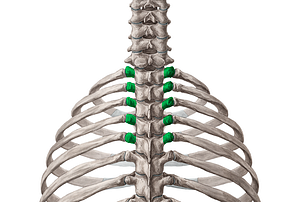 Transverse processes of vertebrae T1-T5 (#8335)