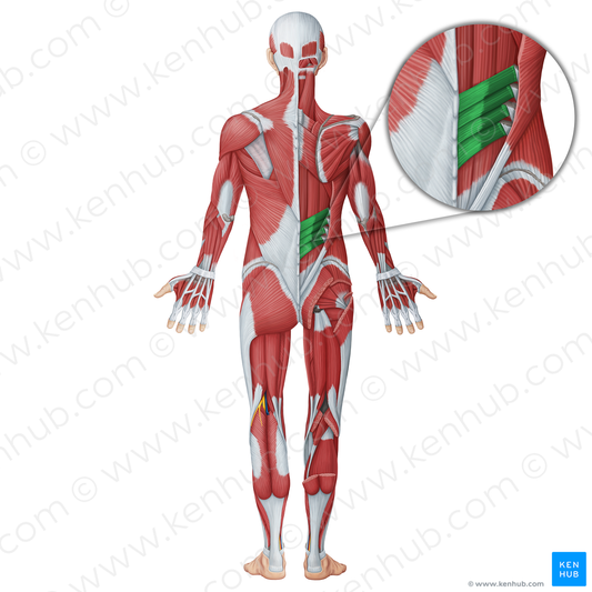 Serratus posterior inferior muscle (#18744)