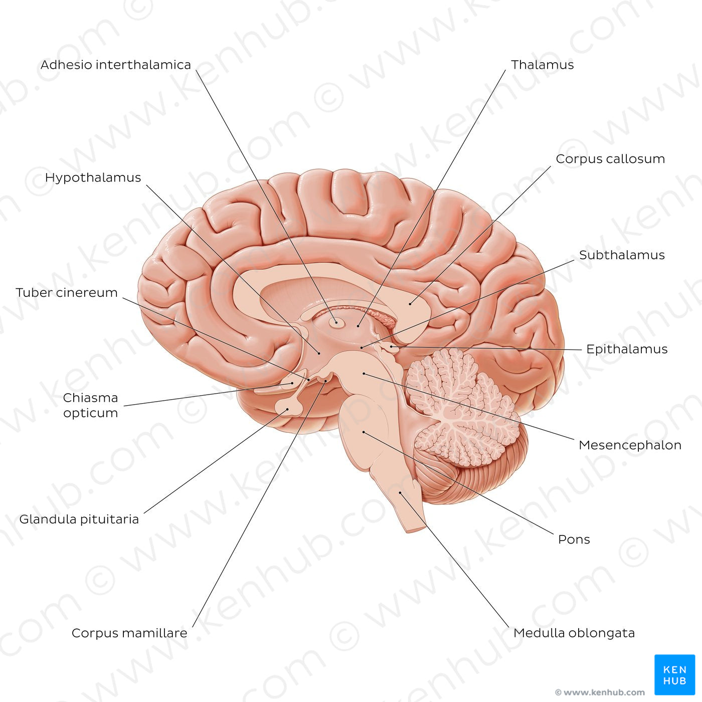 Overview of diencephalon (Latin)