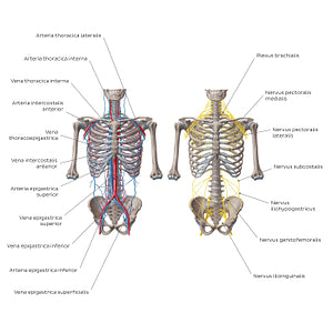 Nerves and vessels of the abdominal wall (Latin)