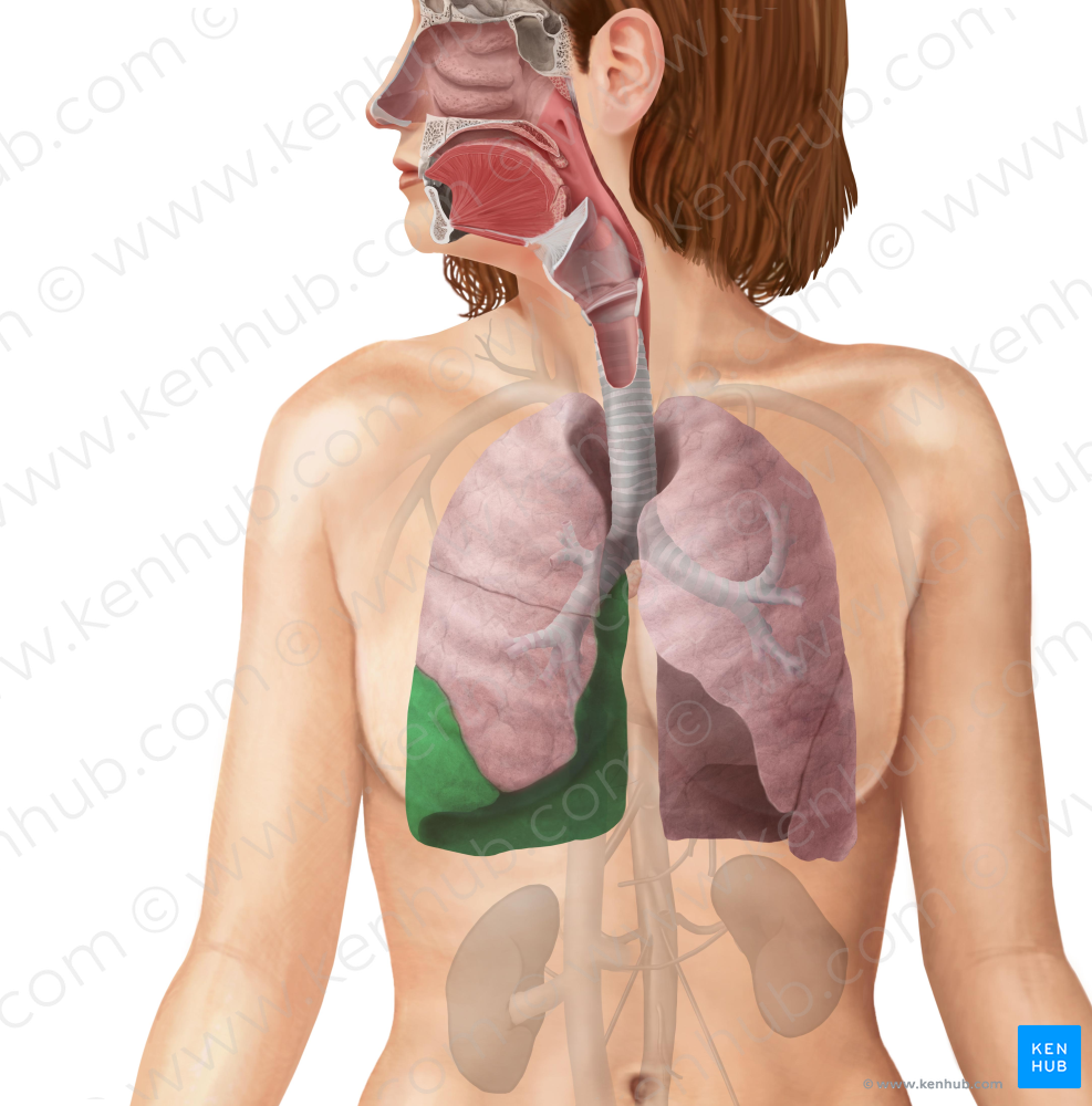 Inferior lobe of right lung (#4822)