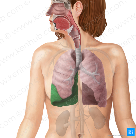 Inferior lobe of right lung (#4822)