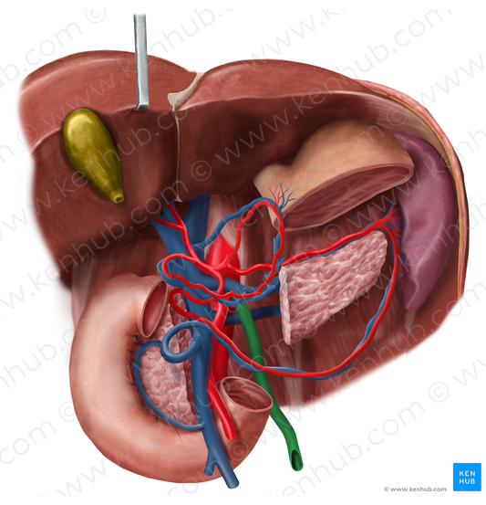 Inferior mesenteric vein (#10408)