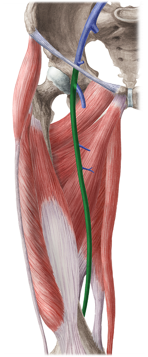 Femoral vein (#10245)