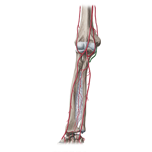 Posterior ulnar recurrent artery (#20351)