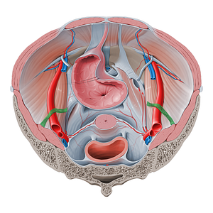 Suspensory ligament of ovary (#4625)