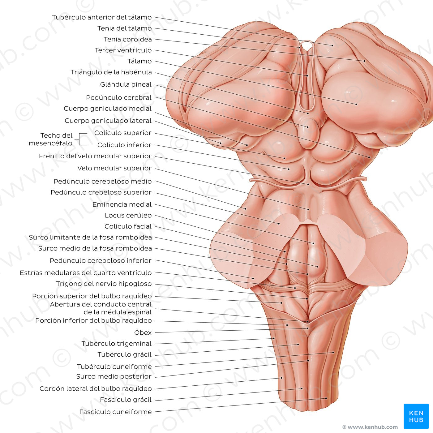 Surface anatomy of the brainstem (Spanish)