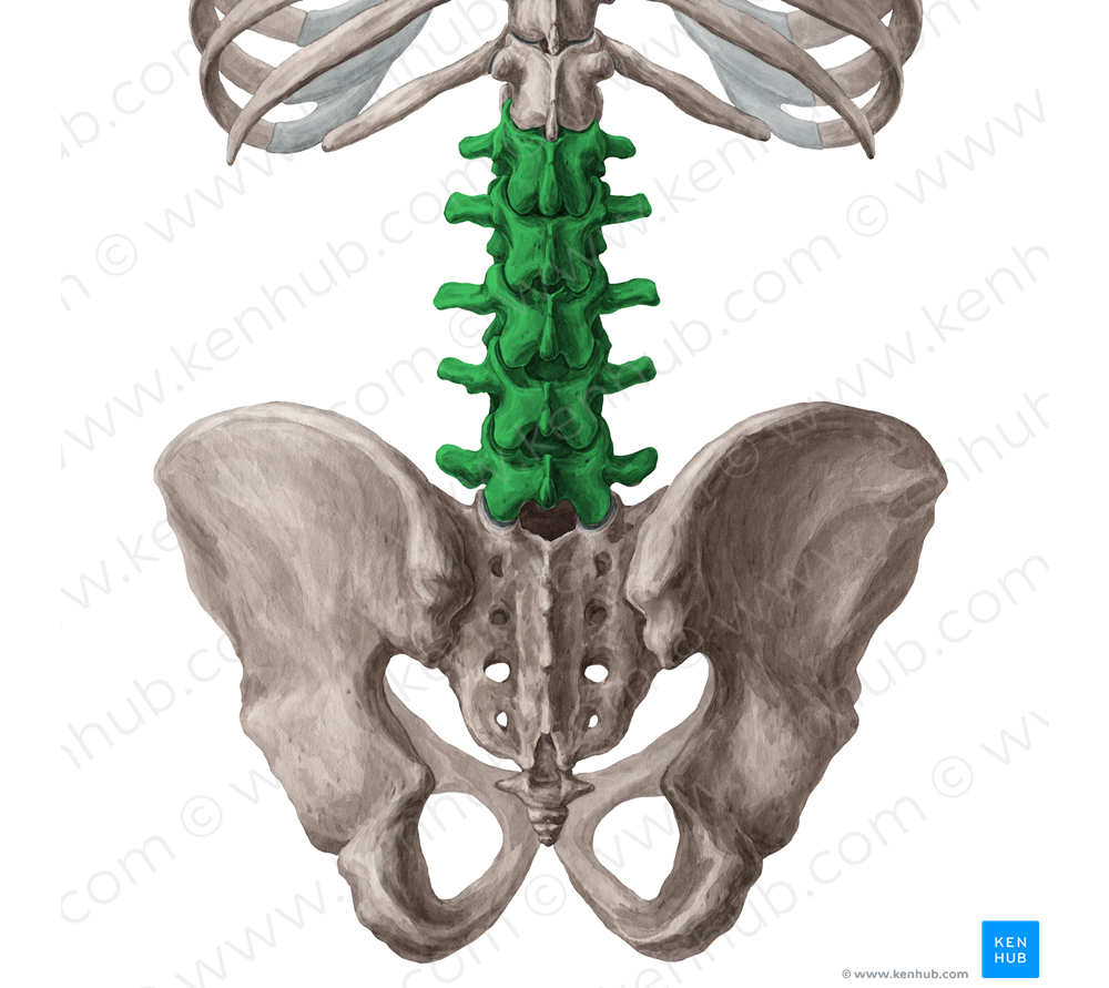Lumbar vertebrae (#10750)