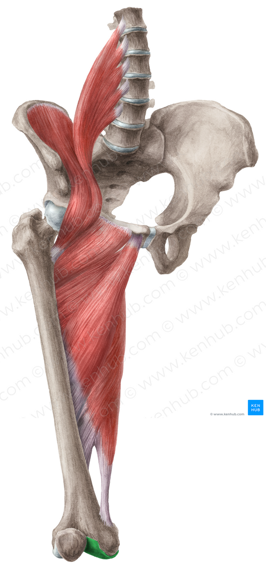 Medial condyle of femur (#2820)