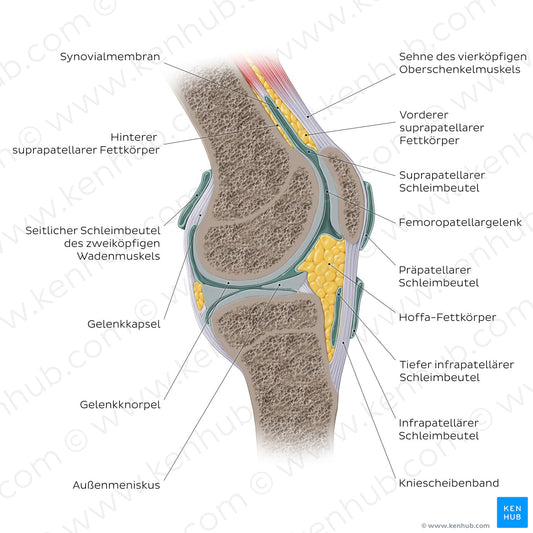 Knee joint - sagittal (German)