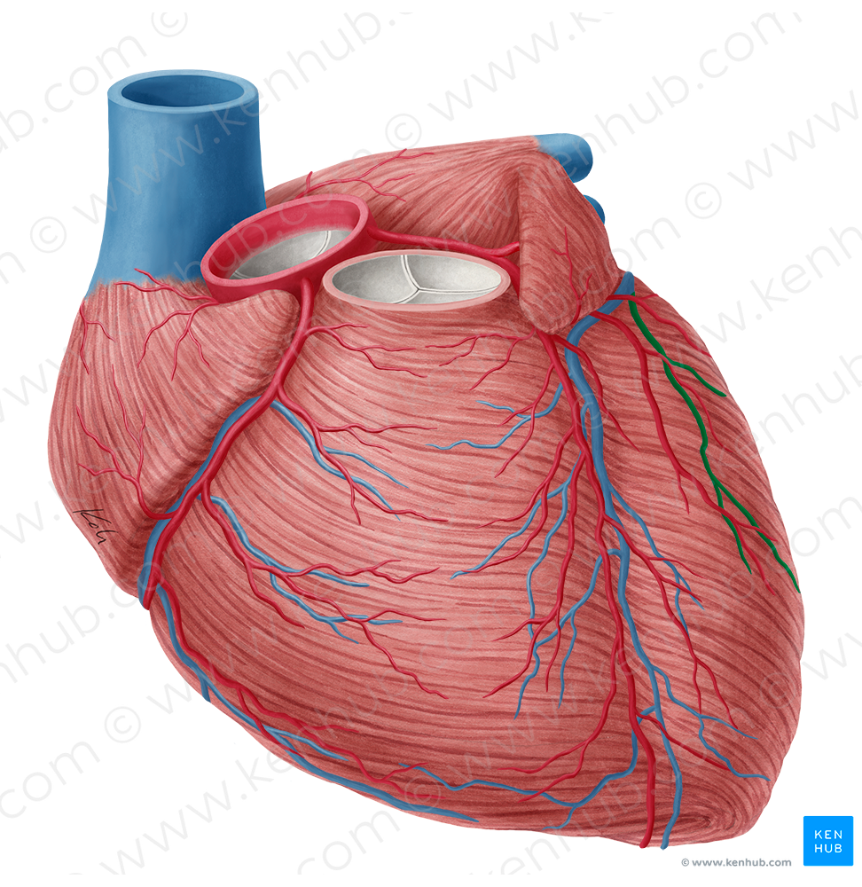 Left marginal vein of heart (#10394) – Kenhub Image License Store
