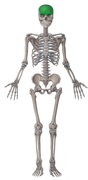 Frontal bone (#7383)