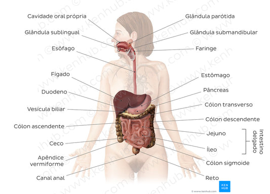 Digestive system (Portuguese)