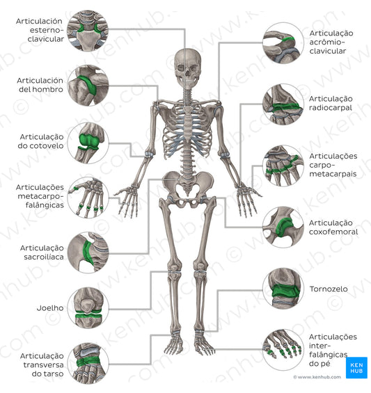 Main joints - anterior (Portuguese)