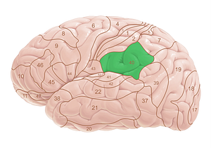 Brodmann area 40 (#18053)