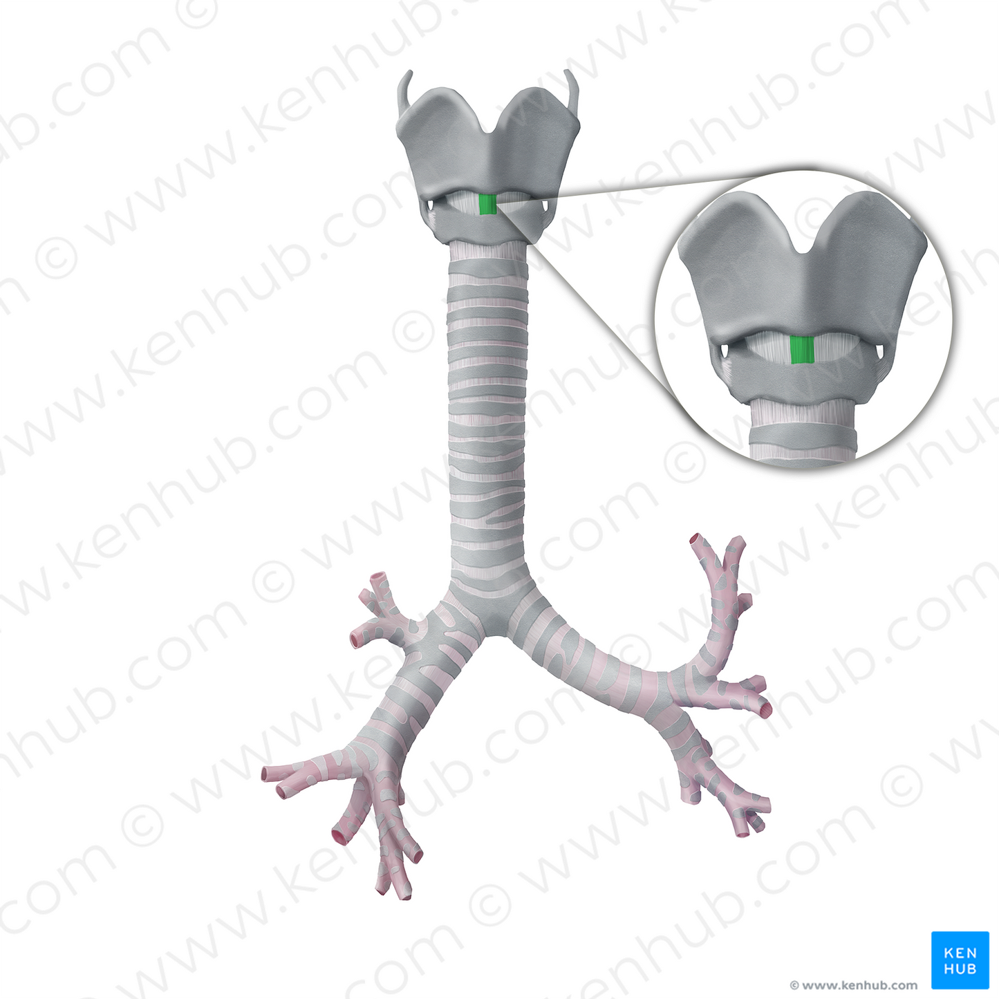 Median cricothyroid ligament (#4512)