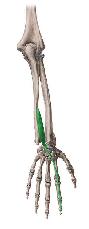 Extensor indicis muscle (#5340)