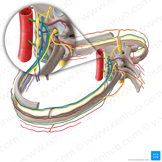 Posterior intercostal artery (#1158)