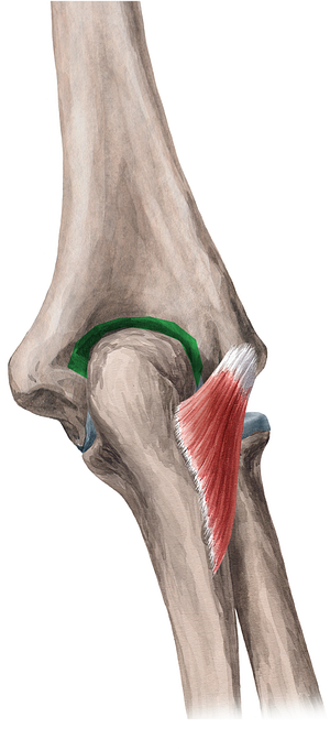 Olecranon fossa of humerus (#3868)