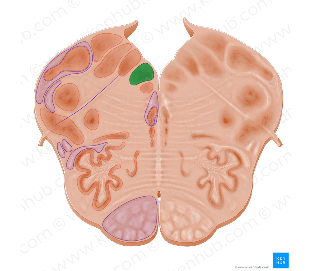 Nucleus of hypoglossal nerve (#10954)