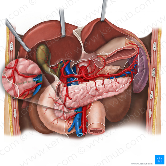 Posterior inferior pancreaticoduodenal artery (#1594)