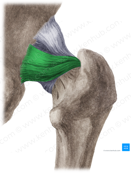 Ischiofemoral ligament (#4561)