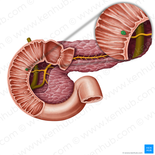 Minor duodenal papilla (#13940)