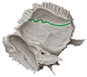 Groove for middle meningeal artery of temporal bone (#9221)