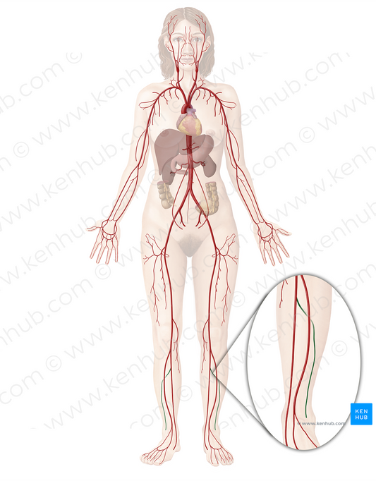 Fibular artery (#1625)