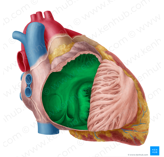 Right atrium of heart (#2106)