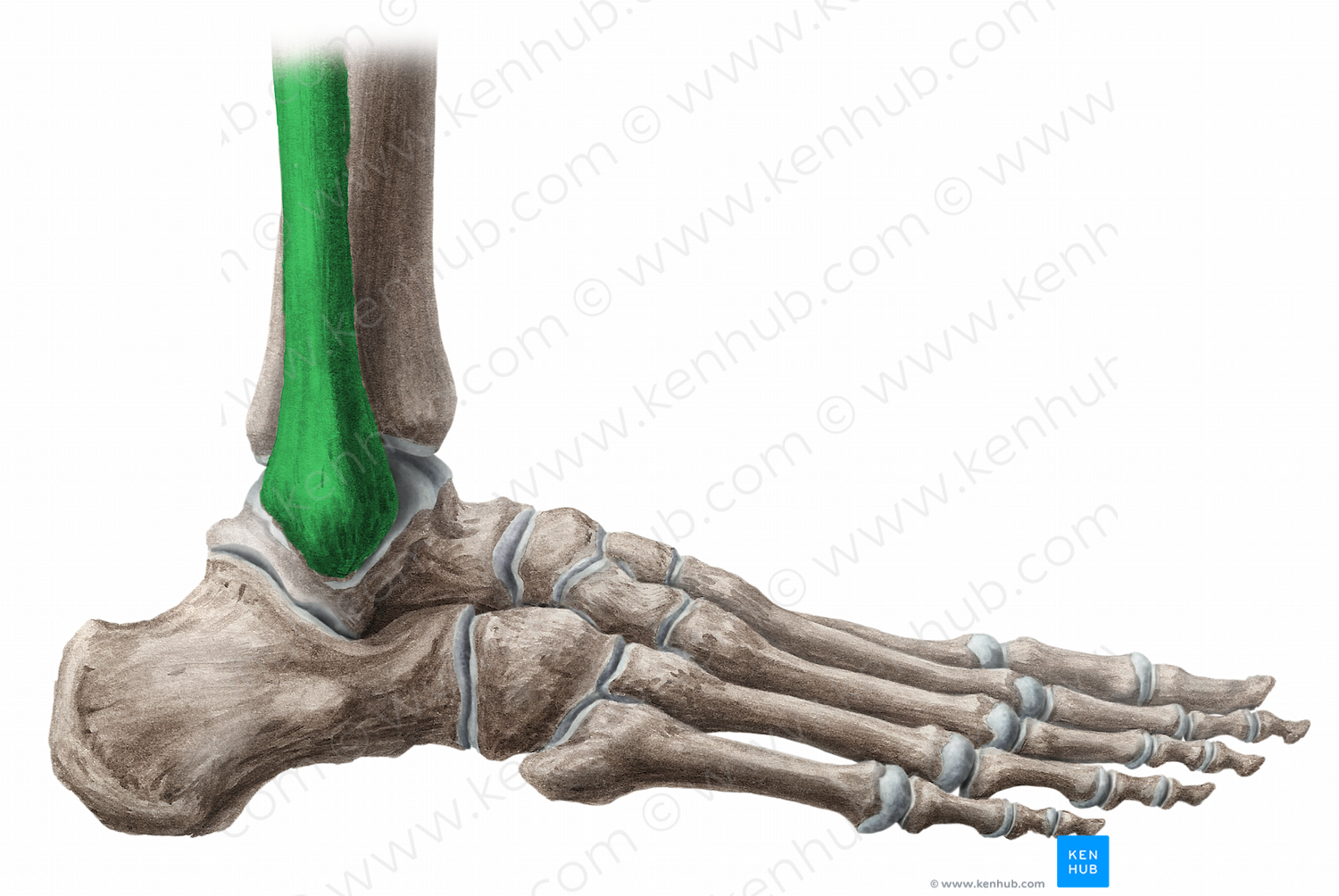 Fibula (#11576)