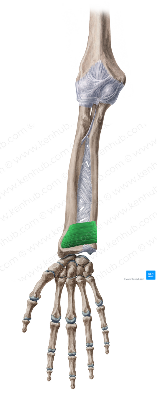 Pronator quadratus muscle (#5771)